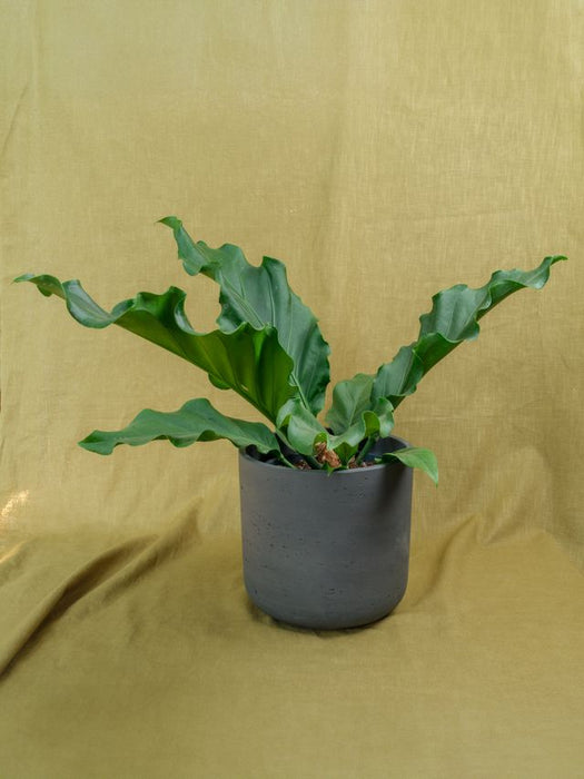 Anthurium crassinervium Karma Birdnest