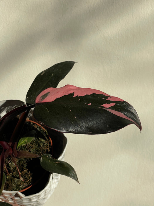 Filodendron Pink Princess